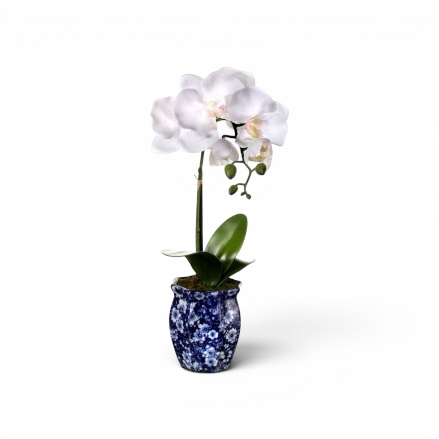 16" White Orchid in Ming Pot | The Fern House Gift Registry